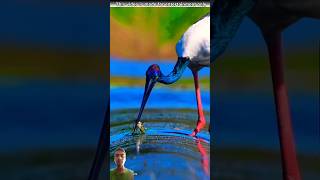 Brid Catch Fish 😮shorts fish fishing gedget [upl. by Etiuqal]