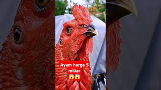 Ayam termahal didunia shortvideo ayam [upl. by Onitrof]