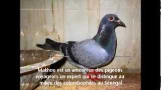 La colombophilie sénégalaise Association Colombophile Dakaroise pigeons voyageurs [upl. by Analat236]