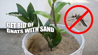 🪴 HOW TO GET RID OF FUNGUS GNATS USING SAND  Indoor House Plant Care [upl. by Eocsor418]