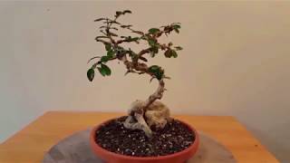 Fukien Tea Bonsai Pruning [upl. by Dlorrej]