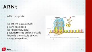 1º Secundaria  Biología  La herencia ADN genes y cromosomas Parte 1 [upl. by Nnyltiac]