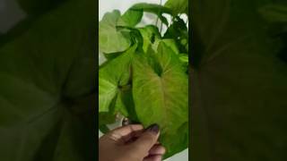 Syngonium plants Benefits Esha yadav viralshorts trending 🪴🪴 [upl. by Nosiram689]