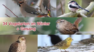 Vögel im Winter  Gesang  Chirping of Birds in the Winter  Song vogel [upl. by Merlina]