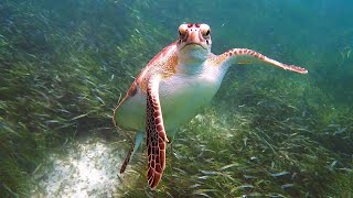 Delightful Snorkeling at Akumal Bay Beach amp Wellness Resort Mexico June 2024 [upl. by Shurwood595]