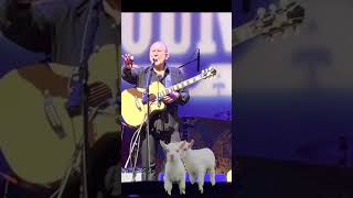 Colin Hay Overkill That Song About the Goats shorts [upl. by Olia]