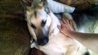 MoJo German Shepherd Seizures [upl. by Rise]