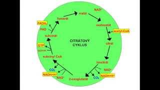 Citrátový cyklus [upl. by Atterual]