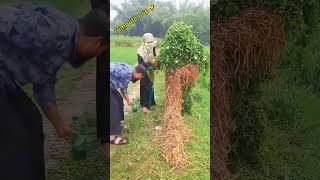 Rumput nya nakal🤣videoshort comedy lucu [upl. by Sudoeht]