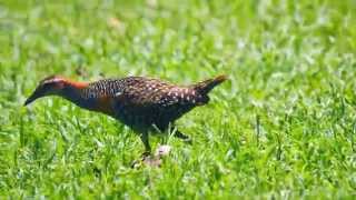 Buffbanded Rail Gallirallus philippensis 3 [upl. by Herb263]