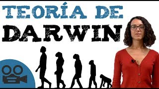 Teoría darwinista  Teoría de DARWIN [upl. by Sane]