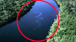 The Biggest Snake In The World a 75 foot anaconda 3982118 Views [upl. by Yoral314]