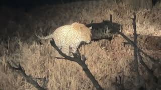 Male leopard rasping while marking his territory [upl. by Elsey857]