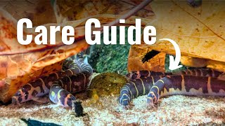 Kuhli loach care guide Everything you need to know [upl. by Hammel]