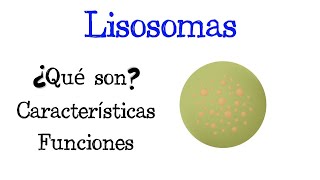 🌐 ¿Qué son los Lisosomas 💥 Características y Funciones Fácil y Rápido  BIOLOGÍA [upl. by Hepza]