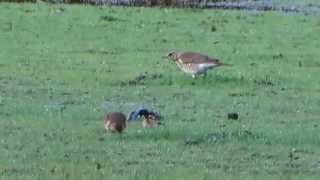 Gefladder  Koperwieken kramsvogels en putters plukken wormen [upl. by Llenrac]