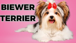 Biewer Terrier  Top 10 Interesting Facts [upl. by Gnidleif]