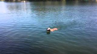 Hund Maya Weimaraner Sprung ins Wasser [upl. by Annek67]