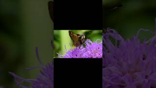 Skipper Hide Proboscis Short skippers proboscis butterflyProboscis wildlifeFacts nature [upl. by Rufina]