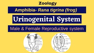 Amphibia Rana tigrina frog  Urinogenital System  Reproductive system  Zoology [upl. by Marijo]