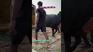 ऐसे काम होता है डेयरी में dairyfarming buffalo bull cow dairyfarm Pashupalan Vibhag [upl. by Carmelo868]