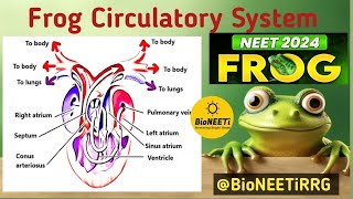 Circulatory System Frog 🐸 NEET NCERT Class 11 Biology  Blood Vascular System [upl. by Lehctim108]