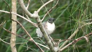 Noisy Friarbird 57 [upl. by Nicko]