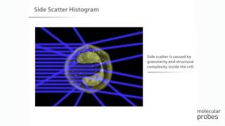 Molecular Probes Tutorial Series—Introduction to Flow Cytometry [upl. by Enileuqcaj]