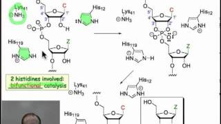 Enzymatic Hydrolysis of Phosphodiesters [upl. by Hemetaf]