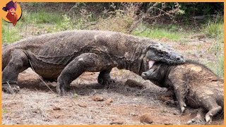 15 Komodo Dragons Swallowing Animals [upl. by Torruella]