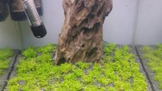 Time lapse 14 Days Hemianthus callitrichoides quotCubaquotKubanisches Perlkraut [upl. by Yeo]