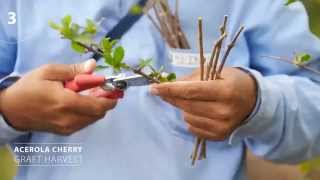 NUTRILITE FARMS The Acerola Cherry Story [upl. by Eneja154]