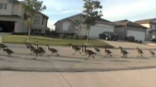 WTF Geese running down the street [upl. by Afatsom]