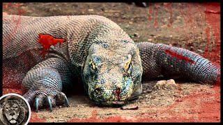 6 Animals That Will Easily Defeat Komodo Dragon [upl. by Willms902]