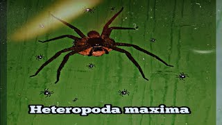 Spider🕷 Heteropoda maxima Giant huntsman spider [upl. by Fennell291]