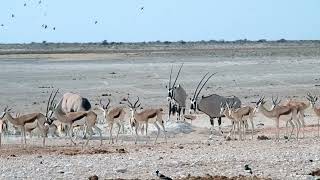 Waterhole in Etosha National Park [upl. by Aneroc]