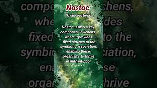 Nostoc cyanobacteria biology infoofscience bluegreenalgae [upl. by Hanid]