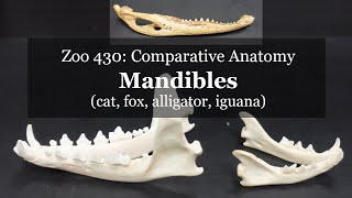 Osteology Mandible cat fox alligator iguana [upl. by Pennington150]