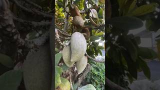 Mamey growing at home mamey fruit shorts sweet [upl. by Lidia]