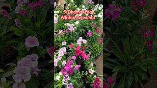 5 धमाकेदार विंटर सीजनल 5 Winter Seasonal for your Garden flower [upl. by Ahseki]