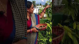 Biriyani Leaf harvest  TELUGU GARDEN VLOG [upl. by Yessac627]