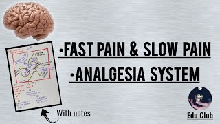 Pain and its inhibition  The Analgesia System [upl. by Iemaj]