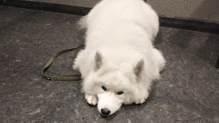 its starting to get cold kygo is feeling great 🥰 cute puppy 🥰cute baby  samoyed dog [upl. by Noel]