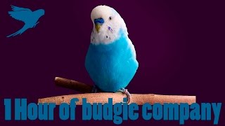 1 Hour VIDEO of budgie company [upl. by Eatnoj62]