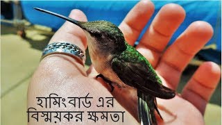 হামিংবার্ড এর বিস্ময়কর ক্ষমতা  বিশ্বের সবচেয়ে ছোট্ট পাখি হামিংবার্ড  Amazing Hummingbird [upl. by Ozmo235]