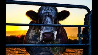 Cowspiracy  A Conspiração da Vaca  Legendado PTBR [upl. by Svensen339]