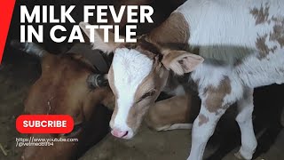 Easy way to diagnose and treat milk fever in cow [upl. by Analad469]