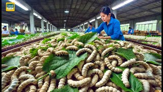 How Chinese Silkworm Farms Raise Billions of Silkworms to Produce Silk  Silk Production Factory [upl. by Asseram]