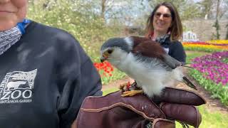 Home Safari  African pygmy falcon  Tanzi  Cincinnati Zoo [upl. by Anastasius362]