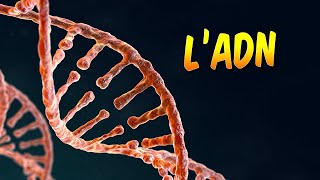 Biologie  Questce que lADN [upl. by Alis]